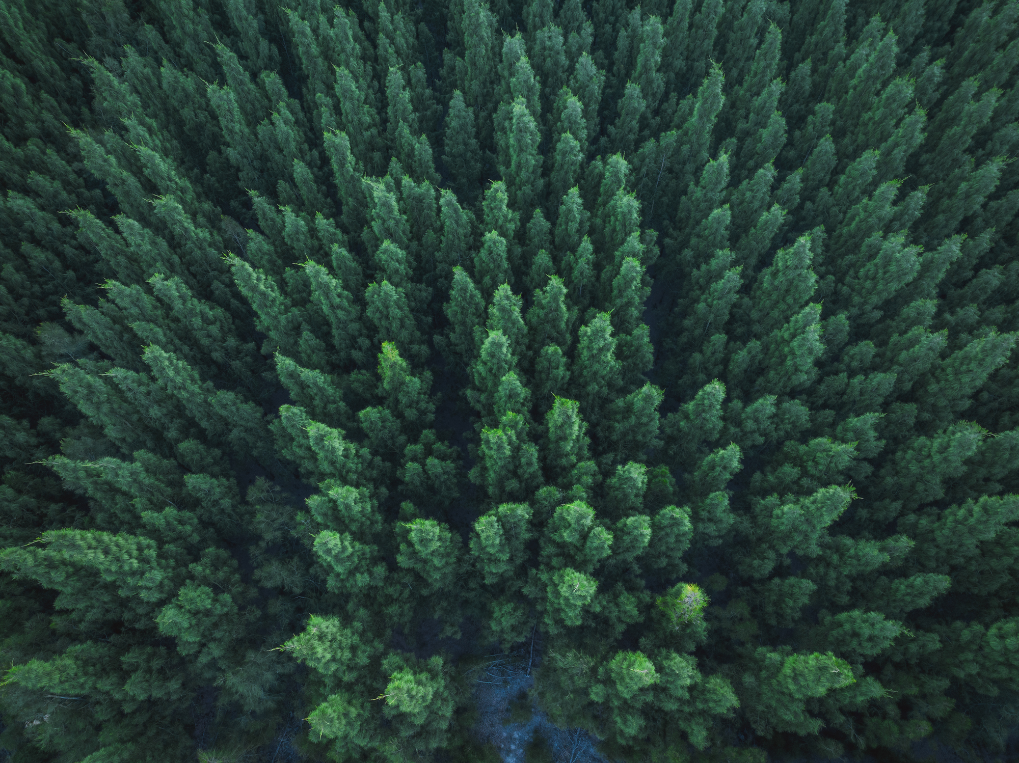 Nature Forest top view