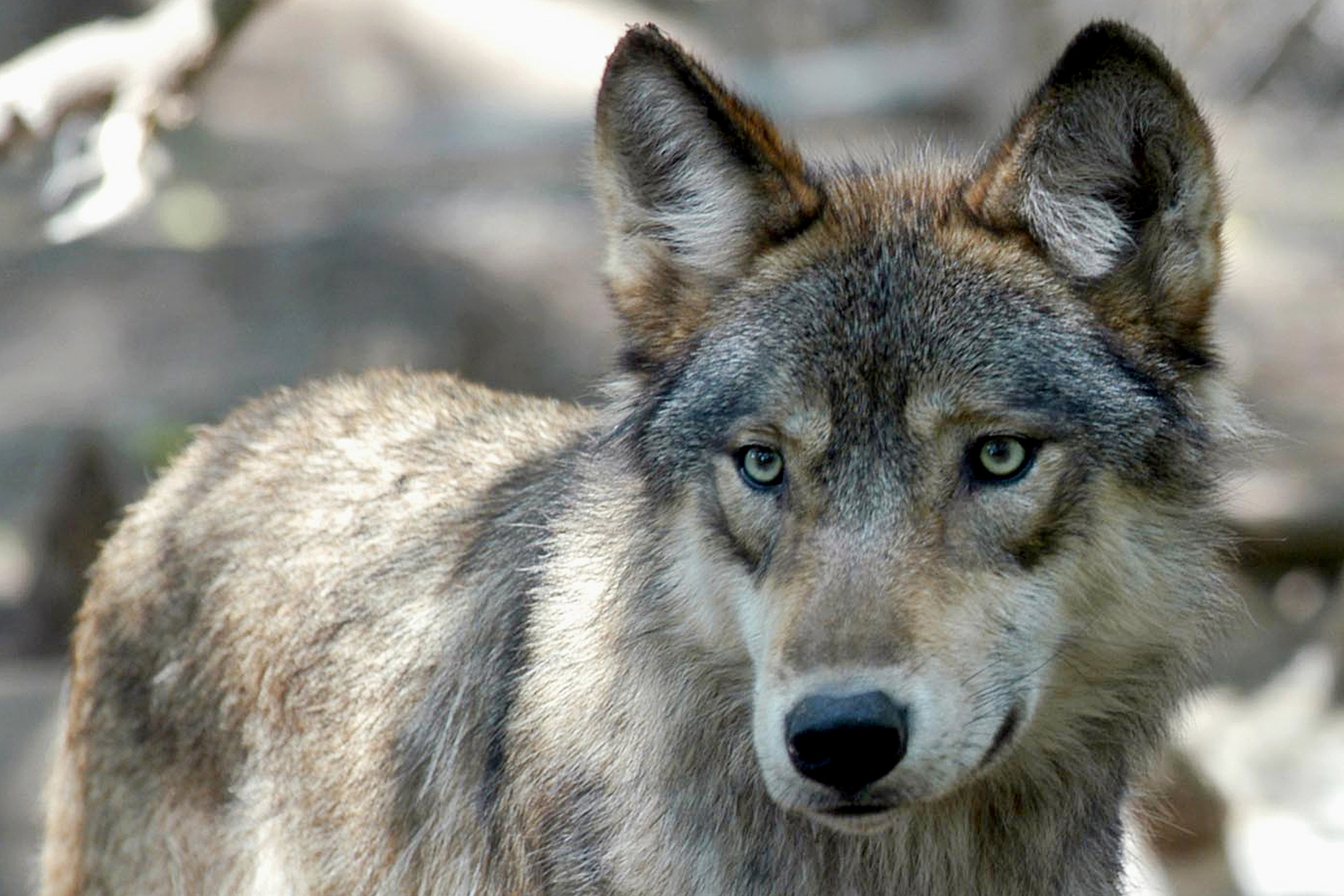 U.s. House Votes To Remove Wolves From Endangered List In 48 States