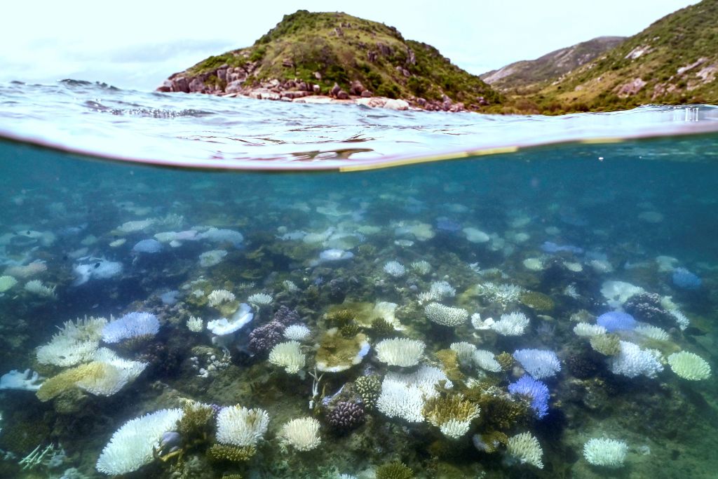 This underwater photo shows bleached and dead coral around Lizard Island on the Great Barrier Reef