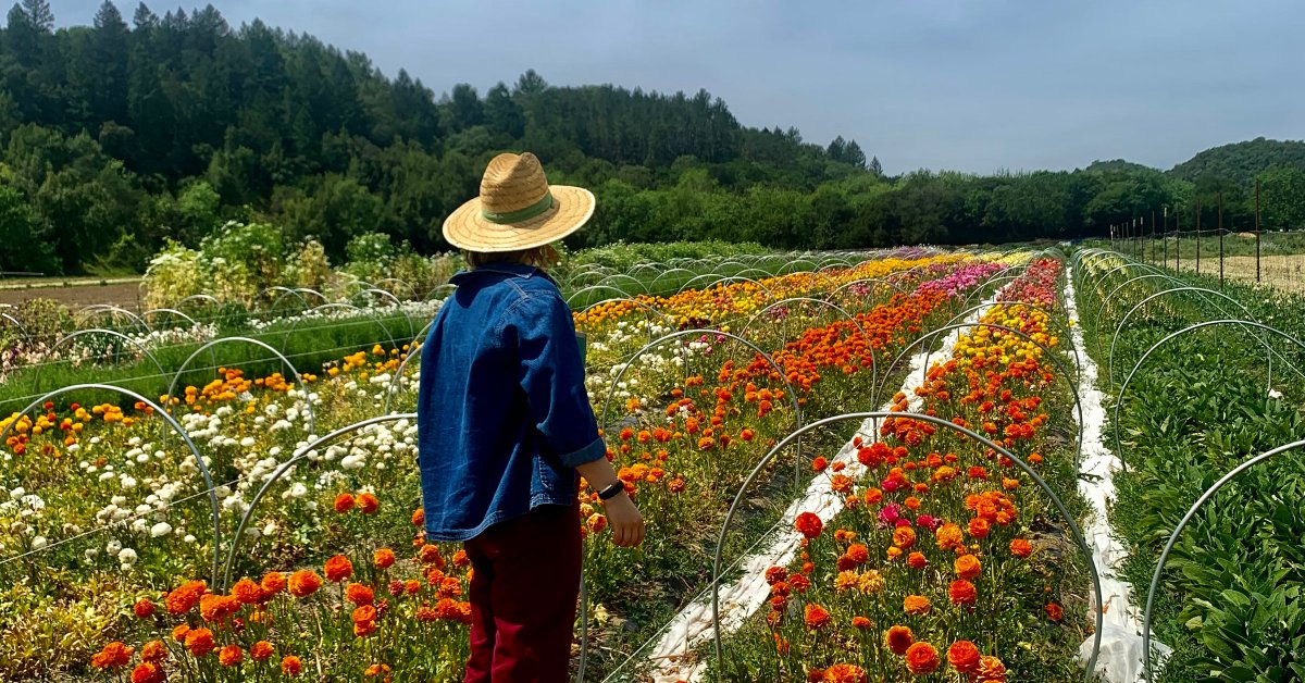 I n 2023, Scott Chang-Fleeman—a young farmer like me—put down his shovel. A post on his Instagram read, “Shao Shan Farm, in its current form, is