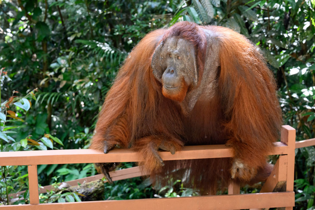 An adult orangutan moves slowly towards a wooden terrace at the Semenggoh Wildlife Centre in Kuching, Malaysia, on Feb. 18, 2023.