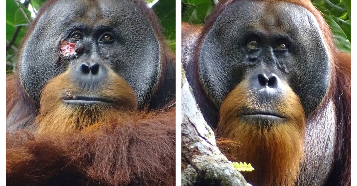 Un orang-outan sauvage a utilisé une plante médicinale pour soigner une blessure