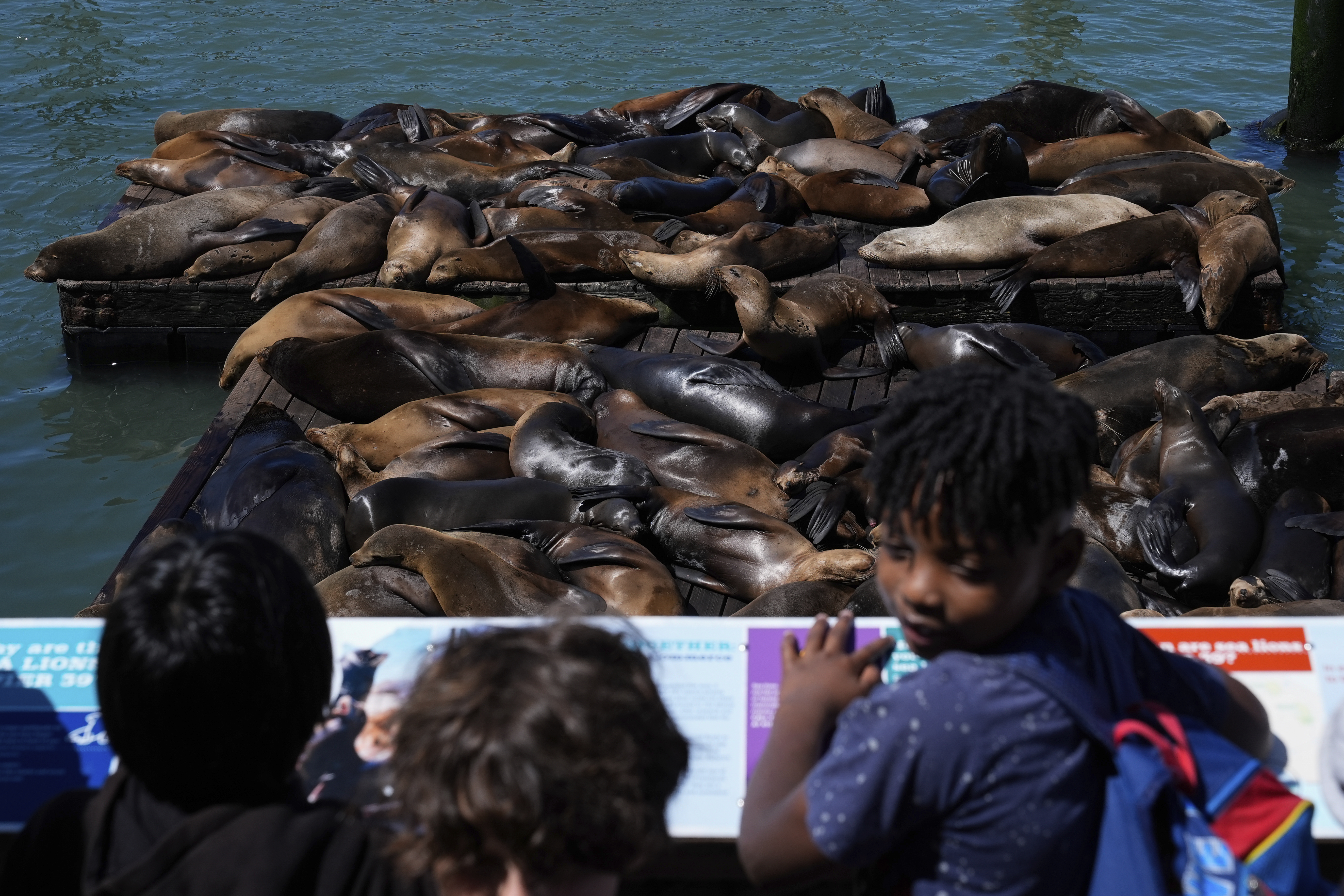 An Anchovy Feast Draws A Crush Of Sea Lions To One Of San Francisco’s Piers, The Most In 15 Years