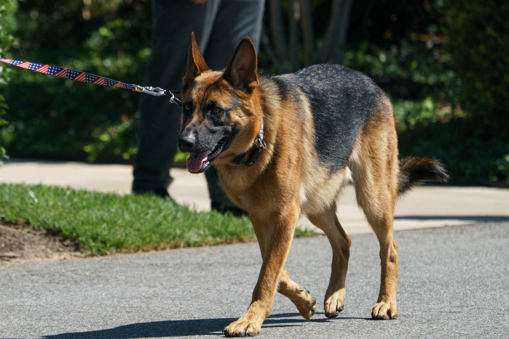 U.S. President Joe Biden's dog 'Commander' walks on the south grounds of the White House in Washington, DC on Aug. 9, 2022.
