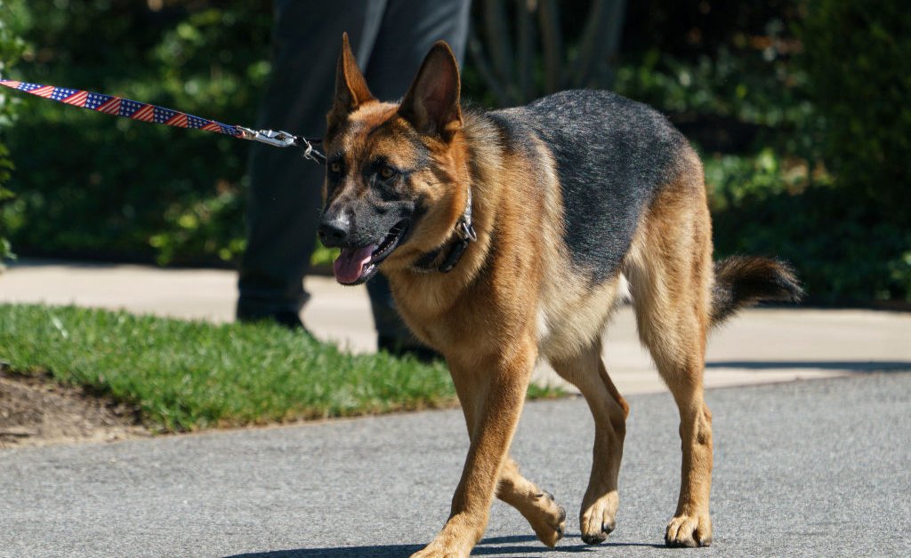 Dog Shooter Kristi Noem Sets Her Sights on Biden’s Commander